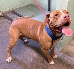 Shelter Stray Male Dog last seen THYS CT & FLORIN PERKINS RD, 2127 Front St, Sacramento, CA 95818, USA
