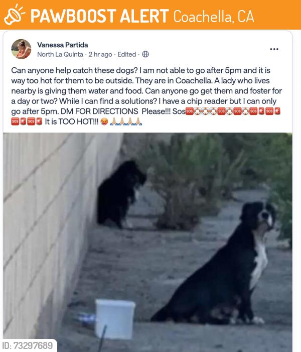 Found/Stray Unknown Dog last seen 5th ave and Fredericks Street, Coachella, CA 92236
