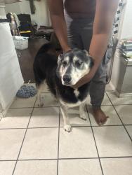 Reunited Male Dog last seen Creekside neighborhood, Falls neighborhood, Anna, TX 75409
