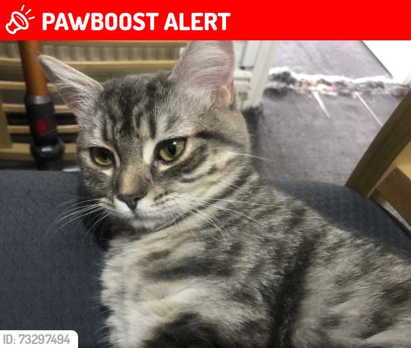 Lost Female Cat last seen St Helens WA10 1LP, St Helens, England WA10 1LP