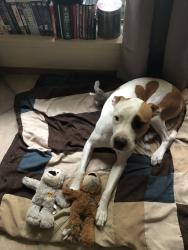 Reunited Male Dog last seen Skylark Dr. And Sherry St., Arlington, TX 76010