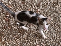 Found/Stray Male Cat last seen Hwy 19 and Dent Ave, Webster, MN 55088