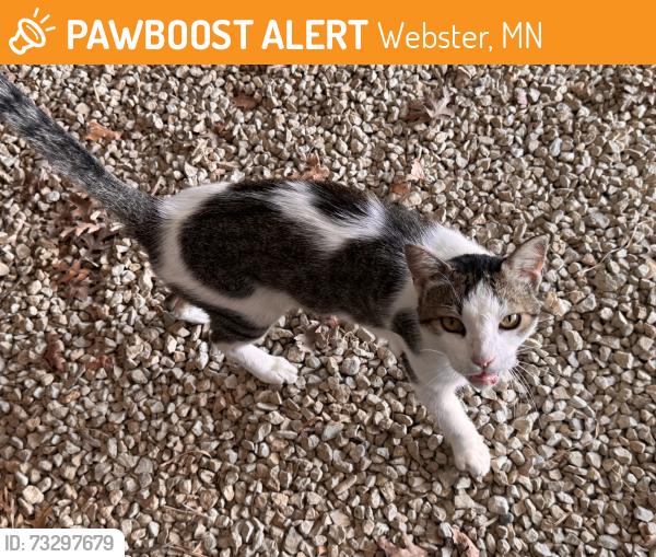 Found/Stray Male Cat last seen Hwy 19 and Dent Ave, Webster, MN 55088