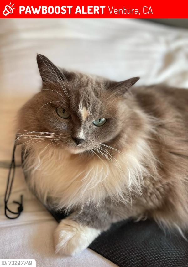 Lost Female Cat last seen Ventura college, Ventura, CA 93003