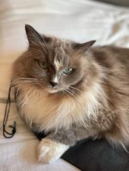 Lost Female Cat last seen Ventura college, Ventura, CA 93003