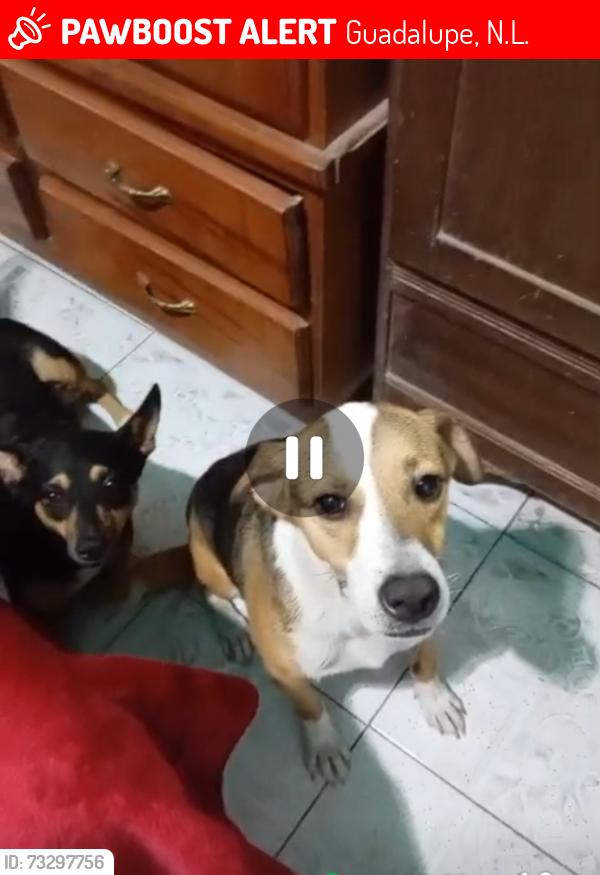 Lost Unknown Dog last seen Avenida Principal, Guadalupe, N.L. 67116