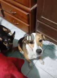 Lost Unknown Dog last seen Avenida Principal, Guadalupe, N.L. 67116