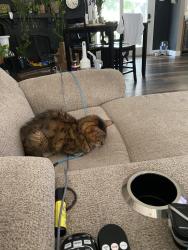 Reunited Female Cat last seen Town woods, St. Louis, MO 63129