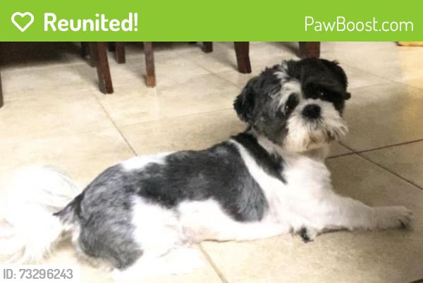 Reunited Male Dog last seen Conde Dr/Shiloh Crossing, Laredo, TX 78045