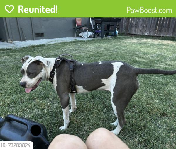 Reunited Female Dog last seen Oakmont st and calvados ave, Sacramento, CA 95815