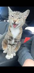 Found/Stray Unknown Cat last seen Longship Trade Goods Store, Tacoma, WA 98444