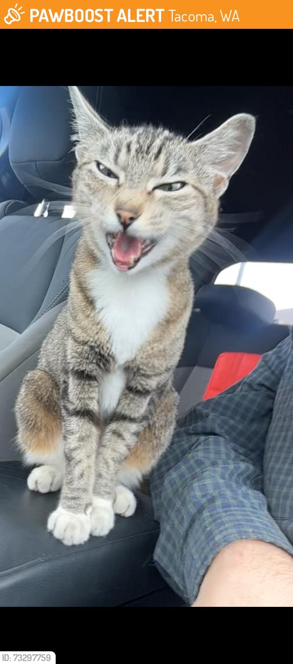 Found/Stray Unknown Cat last seen Longship Trade Goods Store, Tacoma, WA 98444
