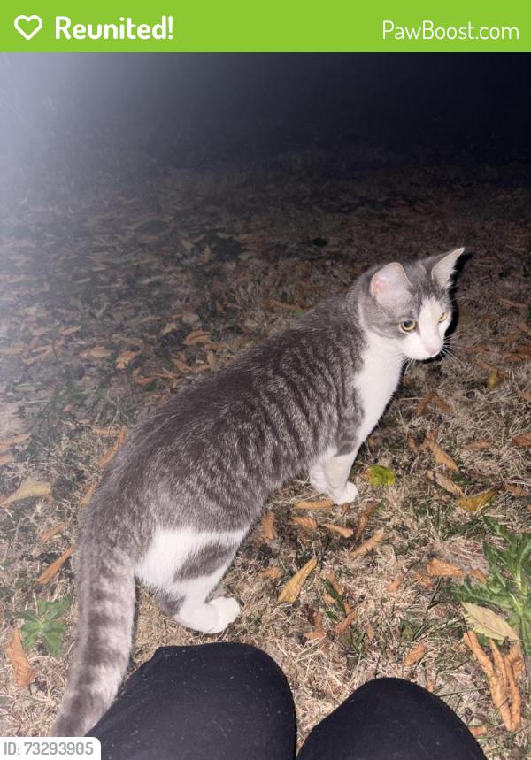 Reunited Unknown Cat last seen Perry, Sheridan, Bremerton, WA 98310