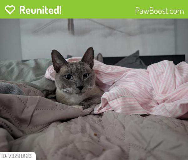 Reunited Male Cat last seen Stage Rd. N Billerica, Billerica, MA 01862