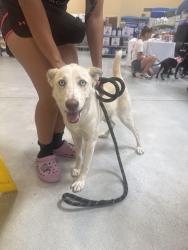 Found/Stray Female Dog last seen Near Webster Avenue, San Diego, CA, USA, San Diego, CA 92113
