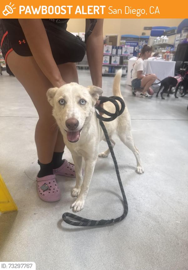 Found/Stray Female Dog last seen Near Webster Avenue, San Diego, CA, USA, San Diego, CA 92113