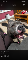 Lost Male Dog last seen Pittman grove church rd, Raeford, NC 28376
