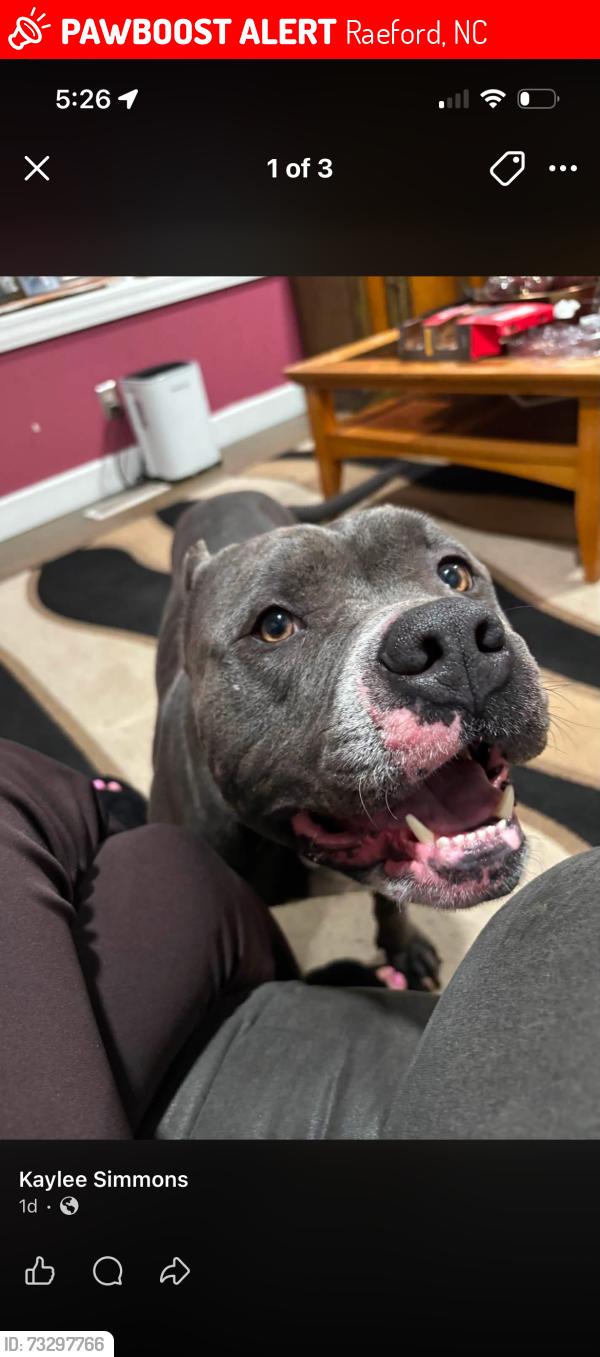 Lost Male Dog last seen Pittman grove church rd, Raeford, NC 28376
