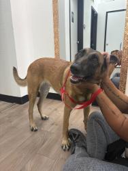 Reunited Female Dog last seen S plaza trail, Virginia Beach, VA 23452