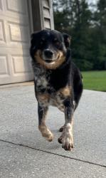 Lost Male Dog last seen Hwy 63, Pine Grove, LA 70453