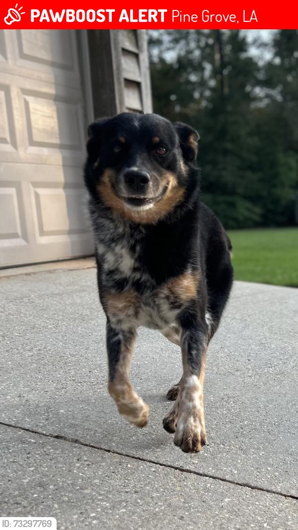 Lost Male Dog last seen Hwy 63, Pine Grove, LA 70453