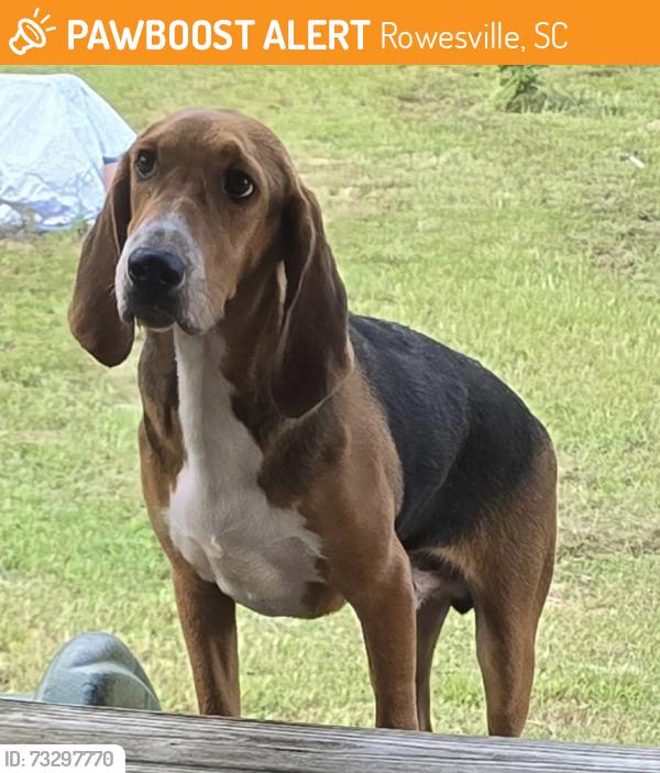 Found/Stray Male Dog last seen Bowman/ Rowesville/turkey pond rd, Rowesville, SC 29133
