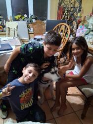 Reunited Male Dog last seen Blanco and Tamworth, San Antonio, TX 78213