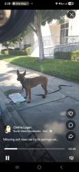 Found/Stray Unknown Dog last seen Excelsior & Marquart, Santa Fe Springs, CA 90670