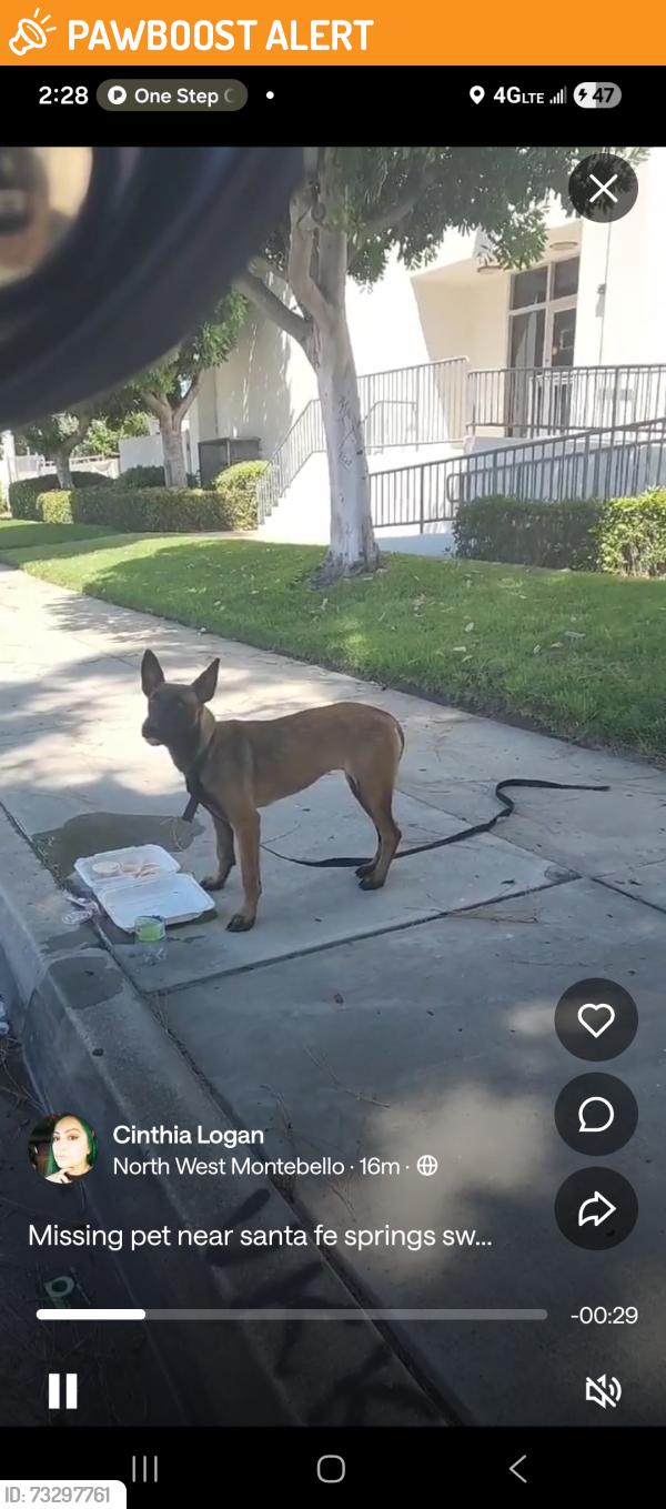 Found/Stray Unknown Dog last seen Excelsior & Marquart, Santa Fe Springs, CA 90670