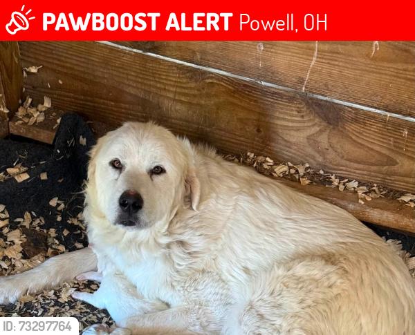 Lost Female Dog last seen Scioto reserve powell, Powell, OH 43065