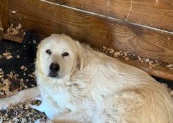 Lost Female Dog last seen Scioto reserve powell, Powell, OH 43065