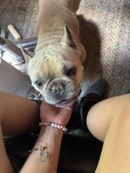 Lost Male Dog last seen Near Choctaw, Norman, OK 73026