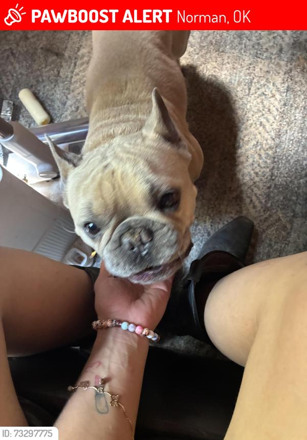Lost Male Dog last seen Near Choctaw, Norman, OK 73026