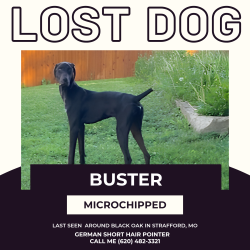 Lost Male Dog last seen Black Oak, Strafford, MO 65757