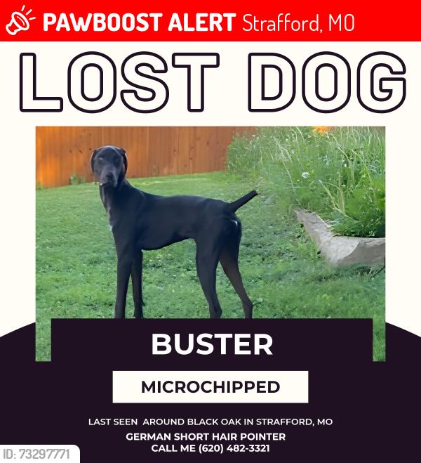 Lost Male Dog last seen Black Oak, Strafford, MO 65757