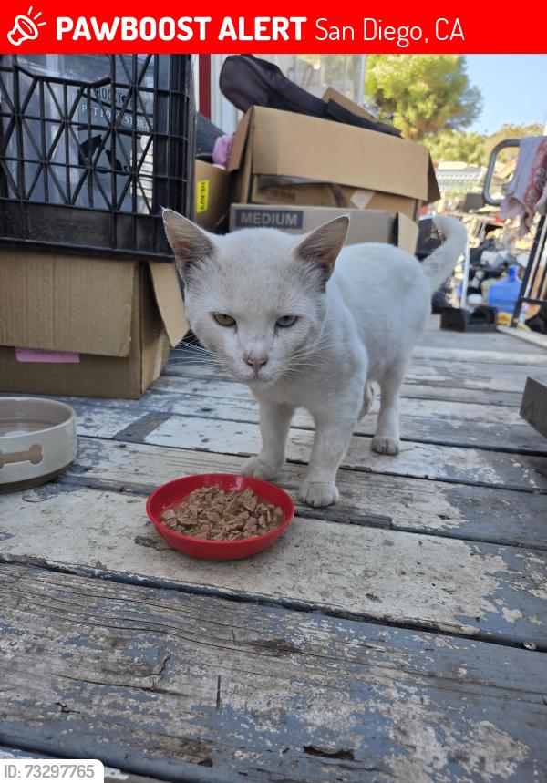 Lost Male Cat last seen 60th st, 63rd st, San Diego, CA 92114