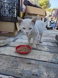 Lost Male Cat last seen 60th st, 63rd st, San Diego, CA 92114