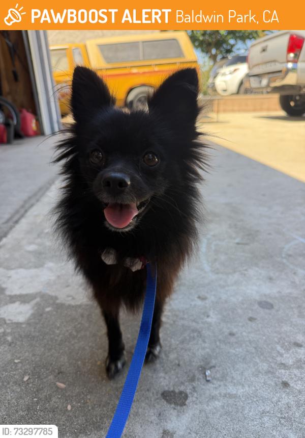 Found/Stray Unknown Dog last seen Harland Ave, Baldwin Park, CA 91706