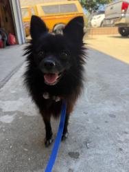 Found/Stray Unknown Dog last seen Harland Ave, Baldwin Park, CA 91706