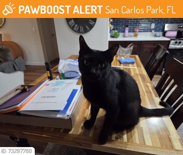 Found/Stray Male Cat last seen Park and 41, San Carlos Park, FL 33908
