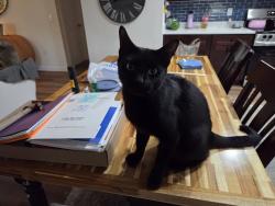 Found/Stray Male Cat last seen Park and 41, San Carlos Park, FL 33908