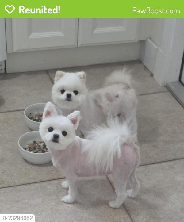 Reunited Female Dog last seen Saint Patrick drive, Satellite Beach, FL 32937