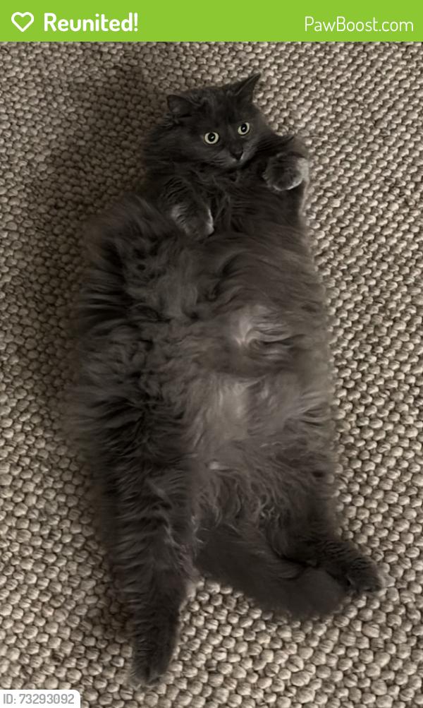 Reunited Female Cat last seen Near Baymeadows Rd E, Jacksonville, FL 32256, Jacksonville, FL 32256