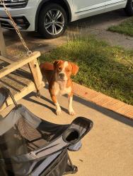 Found/Stray Male Dog last seen Chemstrand and Junction, Gonzalez, FL 32533