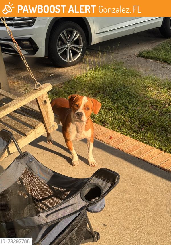 Found/Stray Male Dog last seen Chemstrand and Junction, Gonzalez, FL 32533