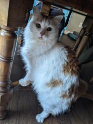Lost Female Cat last seen St. Alban's Road and County road 8, Kawartha Lakes, ON K0M 1A0