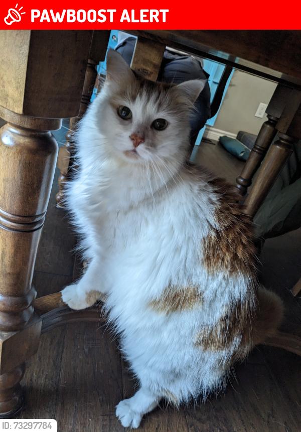 Lost Female Cat last seen St. Alban's Road and County road 8, Kawartha Lakes, ON K0M 1A0