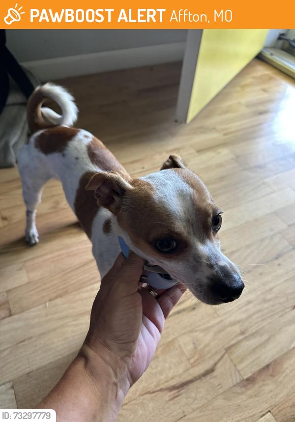 Found/Stray Male Dog last seen Lemona Drive and Hale, Affton, MO 63123