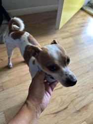 Found/Stray Male Dog last seen Lemona Drive and Hale, Affton, MO 63123
