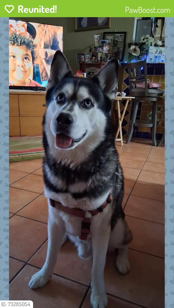 Reunited Male Dog last seen Blanco and Tamworth, San Antonio, TX 78213